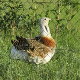 Sterbetz István Túzokvédelmi Látogatóközpont KMNP, Dévaványa - Egyéb