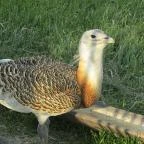 Sterbetz István Túzokvédelmi Látogatóközpont KMNP Dévaványa - Egyéb