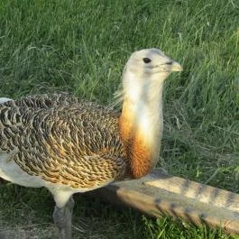 Sterbetz István Túzokvédelmi Látogatóközpont KMNP, Dévaványa - Egyéb