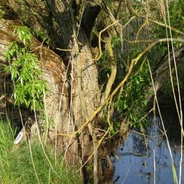 Sterbetz István Túzokvédelmi Látogatóközpont KMNP, Dévaványa - Egyéb