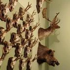 Szabadkígyósi Wenckheim-kastély Szabadkígyós - Egyéb