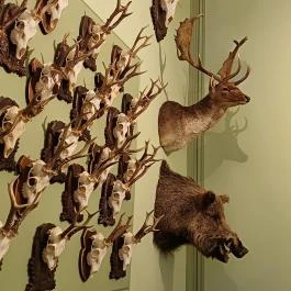 Szabadkígyósi Wenckheim-kastély Szabadkígyós - Egyéb