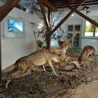 Széchenyi Zsigmond Kárpát-medencei Magyar Vadászati Múzeum Hatvan - Egyéb