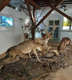 Széchenyi Zsigmond Kárpát-medencei Magyar Vadászati Múzeum