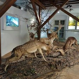 Széchenyi Zsigmond Kárpát-medencei Magyar Vadászati Múzeum Hatvan - Egyéb