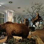 Széchenyi Zsigmond Kárpát-medencei Magyar Vadászati Múzeum Hatvan - Egyéb