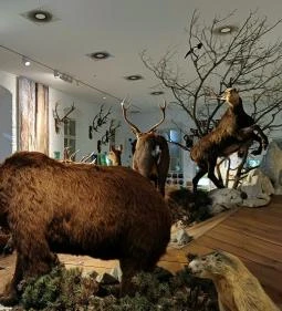 Széchenyi Zsigmond Kárpát-medencei Magyar Vadászati Múzeum