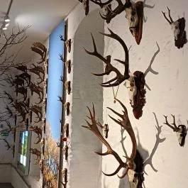 Széchenyi Zsigmond Kárpát-medencei Magyar Vadászati Múzeum Hatvan - Egyéb