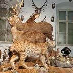 Széchenyi Zsigmond Kárpát-medencei Magyar Vadászati Múzeum Hatvan - Egyéb