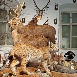 Széchenyi Zsigmond Kárpát-medencei Magyar Vadászati Múzeum Hatvan - Egyéb