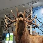 Széchenyi Zsigmond Kárpát-medencei Magyar Vadászati Múzeum Hatvan - Egyéb