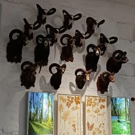 Széchenyi Zsigmond Kárpát-medencei Magyar Vadászati Múzeum Hatvan - Egyéb