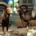 Széchenyi Zsigmond Kárpát-medencei Magyar Vadászati Múzeum Hatvan - Egyéb