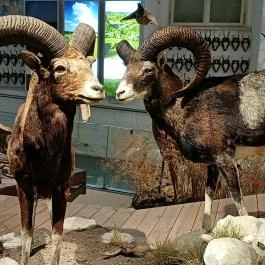 Széchenyi Zsigmond Kárpát-medencei Magyar Vadászati Múzeum Hatvan - Egyéb