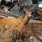 Széchenyi Zsigmond Kárpát-medencei Magyar Vadászati Múzeum Hatvan - Egyéb