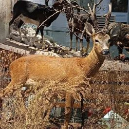 Széchenyi Zsigmond Kárpát-medencei Magyar Vadászati Múzeum Hatvan - Egyéb