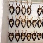 Széchenyi Zsigmond Kárpát-medencei Magyar Vadászati Múzeum Hatvan - Egyéb