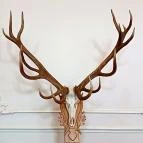 Széchenyi Zsigmond Kárpát-medencei Magyar Vadászati Múzeum Hatvan - Egyéb