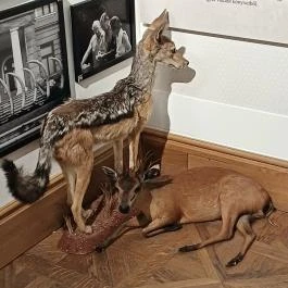 Széchenyi Zsigmond Kárpát-medencei Magyar Vadászati Múzeum Hatvan - Egyéb