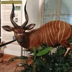 Széchenyi Zsigmond Kárpát-medencei Magyar Vadászati Múzeum Hatvan - Egyéb