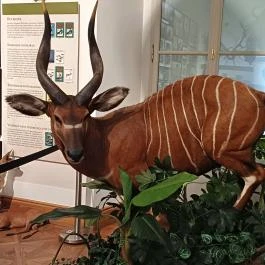 Széchenyi Zsigmond Kárpát-medencei Magyar Vadászati Múzeum Hatvan - Egyéb