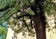 Szent Márton plébániatemplom Kunszentmárton