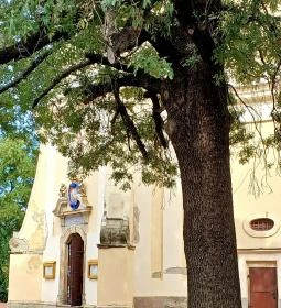 Szent Márton plébániatemplom