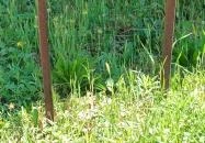 Szent Orbán Szekszárd