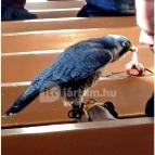 Szent Vendel Római Katolikus templom Fegyvernek - Egyéb