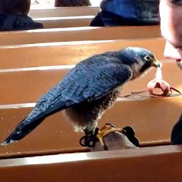 Szent Vendel Római Katolikus templom Fegyvernek - Egyéb