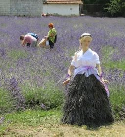 Tisza-tavi Levendulás