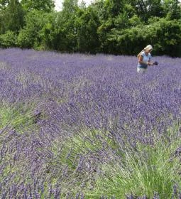 Tisza-tavi Levendulás