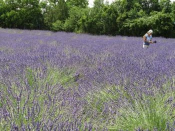Tisza-tavi Levendulás Tiszaderzs