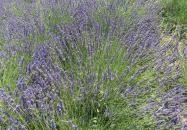 Tisza-tavi Levendulás Tiszaderzs