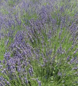 Tisza-tavi Levendulás