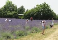 Tisza-tavi Levendulás Tiszaderzs