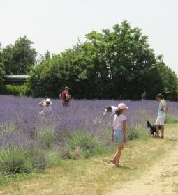 Tisza-tavi Levendulás
