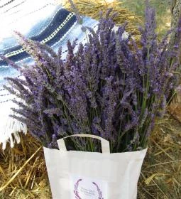 Tisza-tavi Levendulás