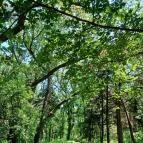 Tiszaigari Arborétum Tiszaigar - Egyéb