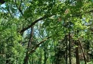 Tiszaigari Arborétum Tiszaigar