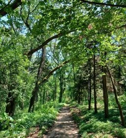 Tiszaigari Arborétum