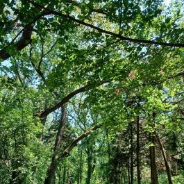 Tiszaigari Arborétum Tiszaigar - Egyéb