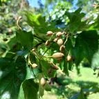 Tiszaigari Arborétum Tiszaigar - Egyéb