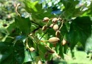 Tiszaigari Arborétum Tiszaigar