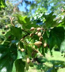 Tiszaigari Arborétum