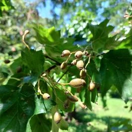 Tiszaigari Arborétum Tiszaigar - Egyéb