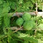 Tiszaigari Arborétum Tiszaigar - Egyéb