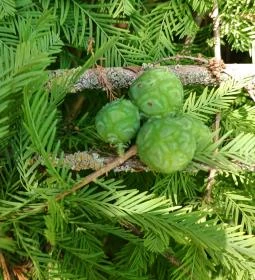 Tiszaigari Arborétum