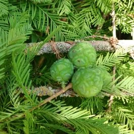 Tiszaigari Arborétum Tiszaigar - Egyéb