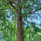 Tiszaigari Arborétum Tiszaigar - Egyéb